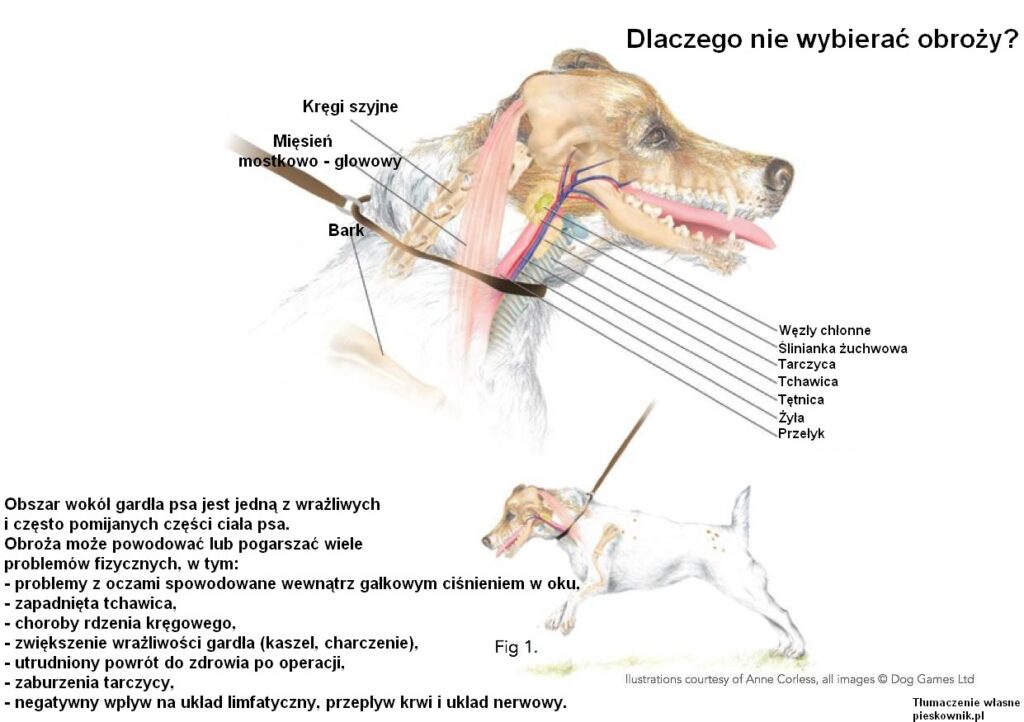 szelki czy obroża, anatomia psa