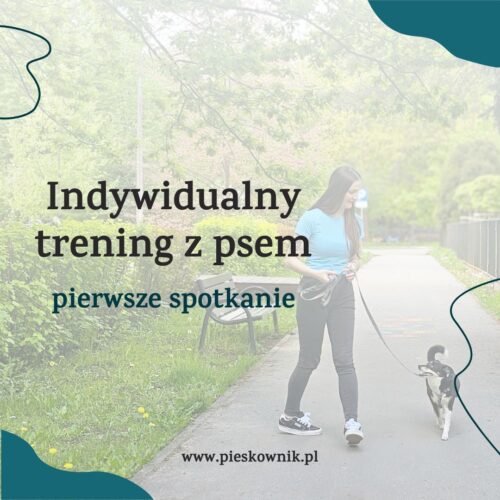 szkolenie indywidualne z trenerem psów