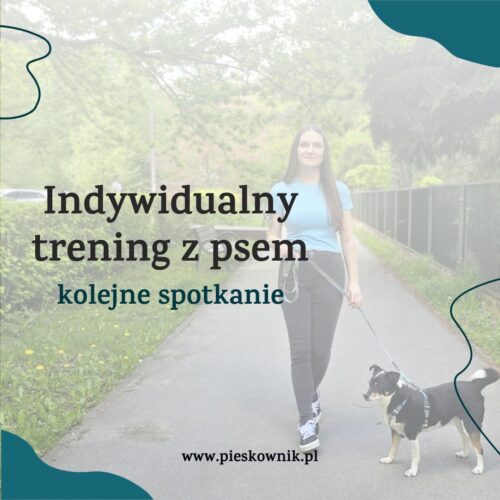 szkolenie indywidualne z trenerem psów kraków