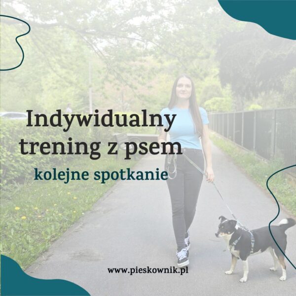 szkolenie indywidualne z trenerem psów kraków
