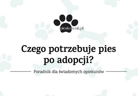 czego potrzebuje pies po adopcji schronisko kraków