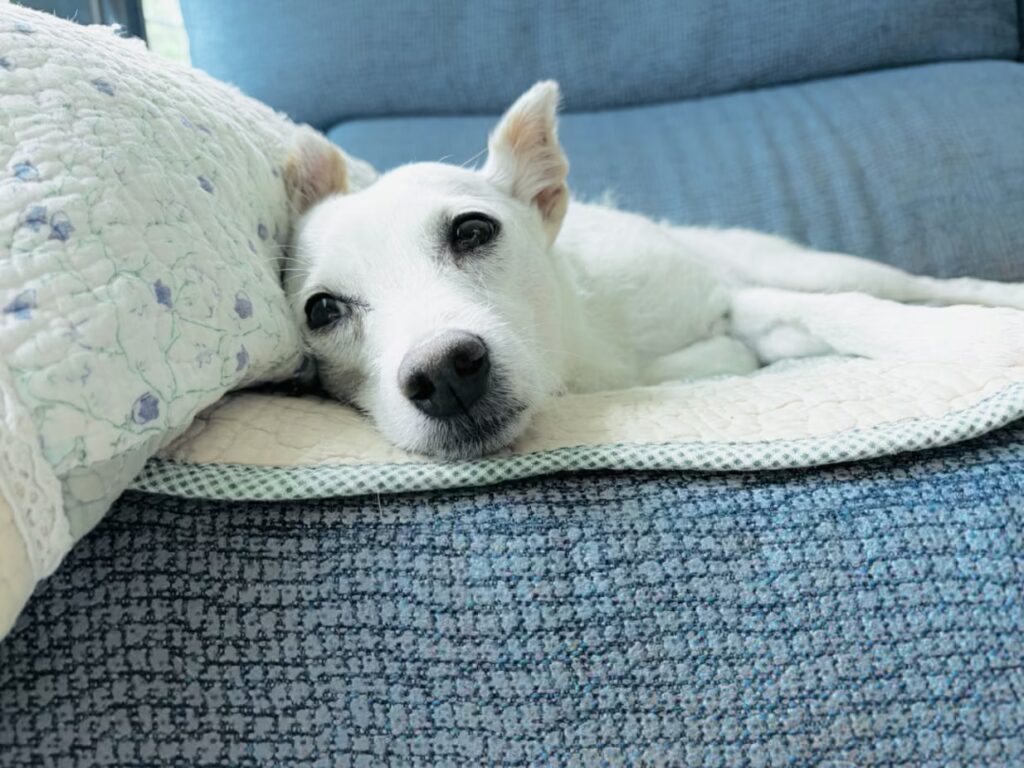 pies warczy gryzie po adopcji behawiorysta kraków