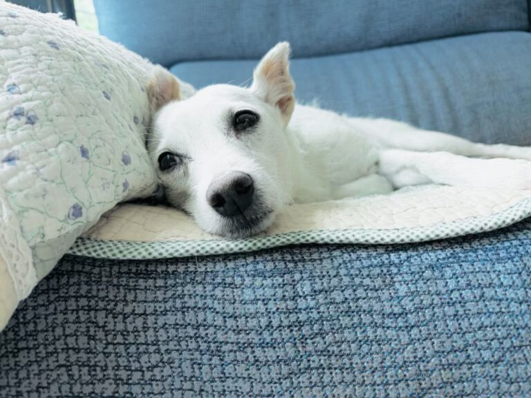 pies warczy gryzie po adopcji behawiorysta kraków